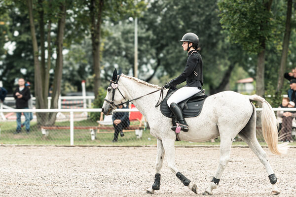 SFT i przyjaciele JUMPING SHOW - ZRiT - WRZESIEŃ 2026 Kozienice