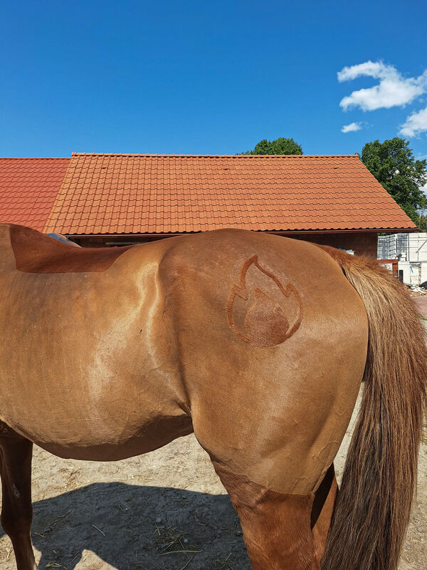 ZB Equigroom i jej prace